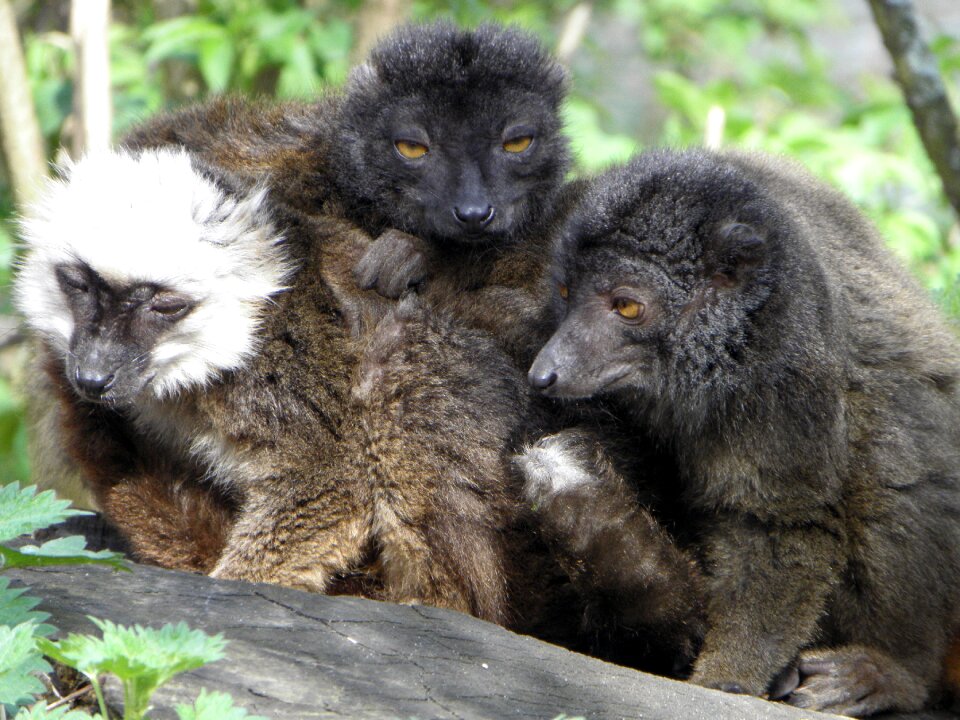 Mammal animal madagascar