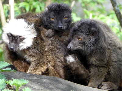 Mammal animal madagascar