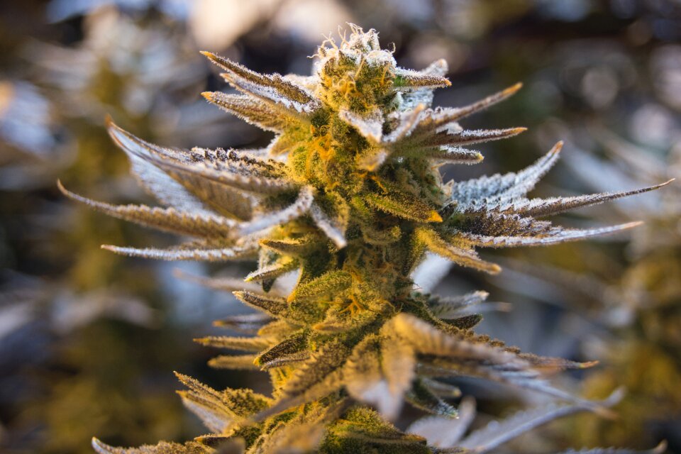 Marijuana drug plant