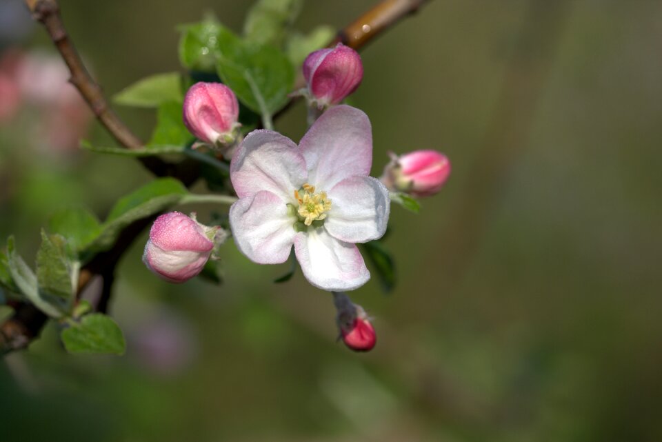 Spring petals bud