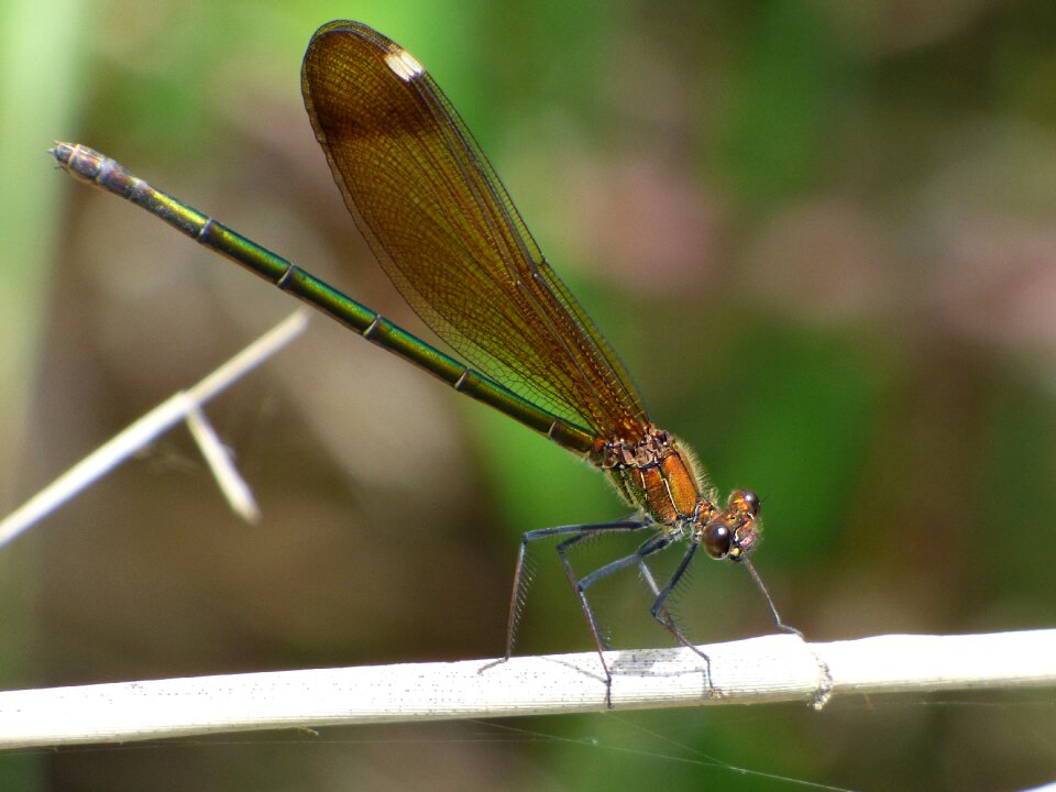 Iridescent calopteryx haemorrhoidalis branch