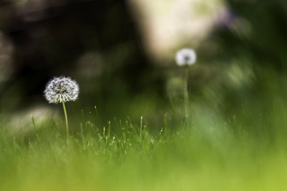Meadow flower flora