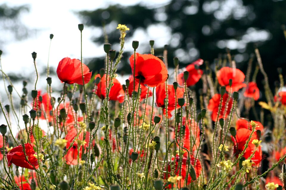 Field petals herbs