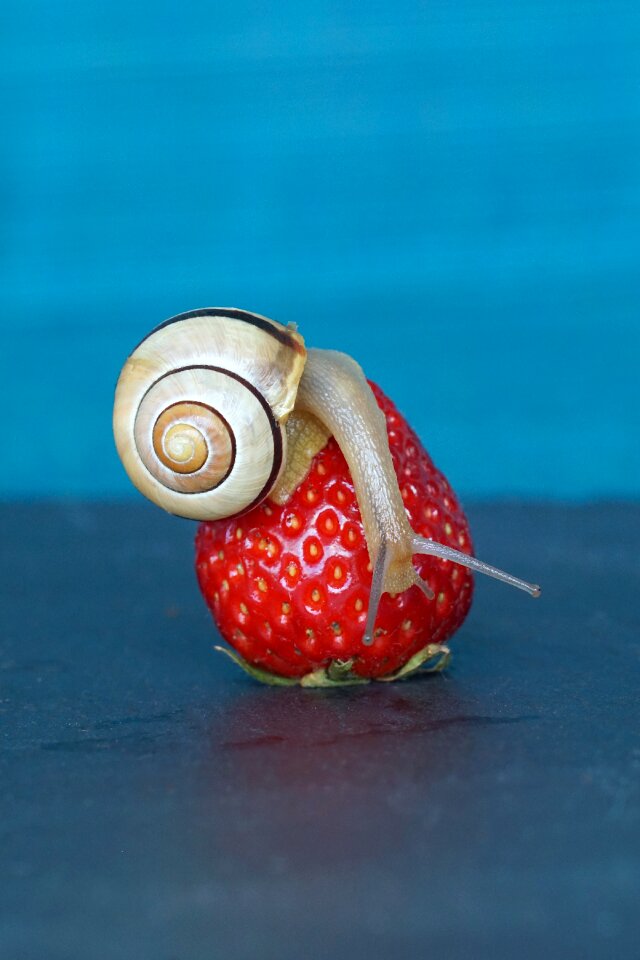 Probe mollusk slowly