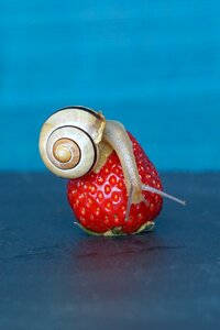 Probe mollusk slowly