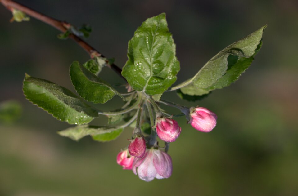 Spring petals bud