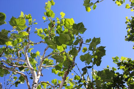 Green leaves maple blue sky photo