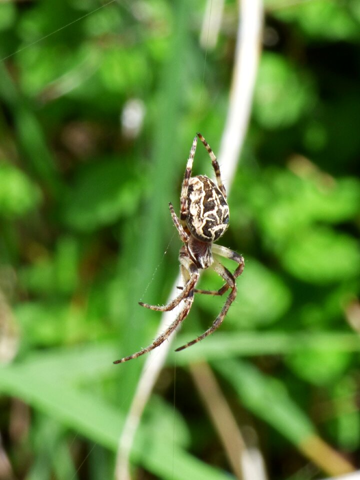 Web wetland predator