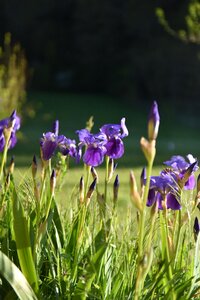 Violet colour spring iris