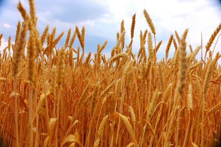 Wheat country slovakia