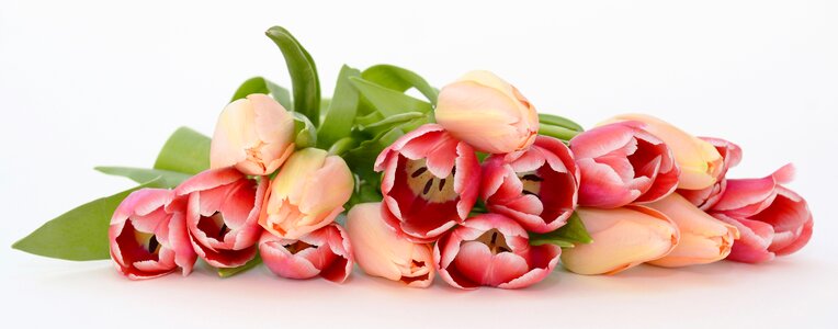 Apricot pink nature
