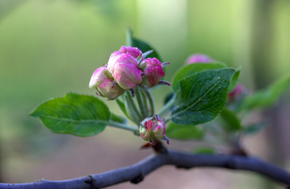 Spring petals bud