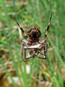 Arachnid agalenatea redii web photo