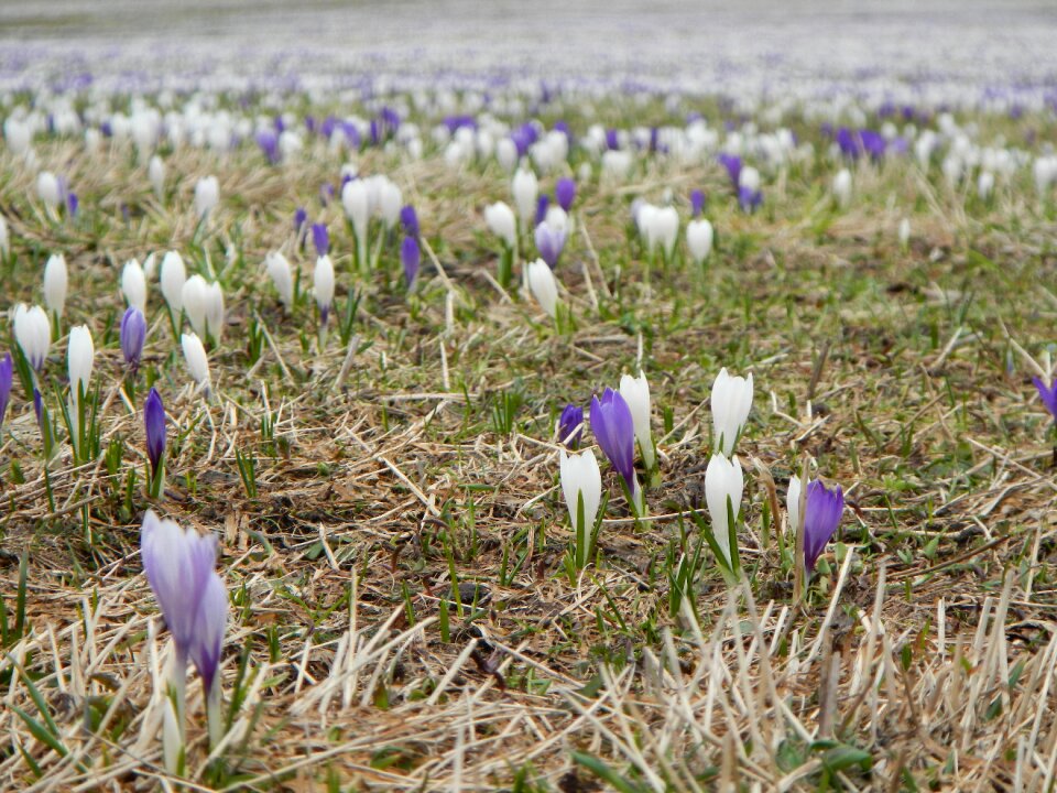 Spring blue purple