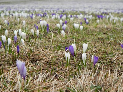Spring blue purple photo