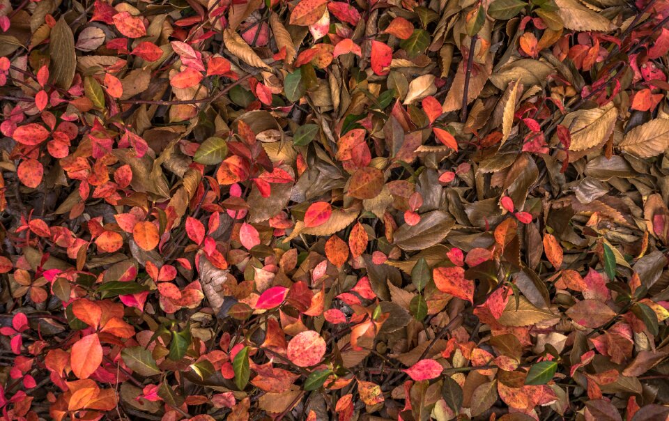 The leaves leaf autumn leaves