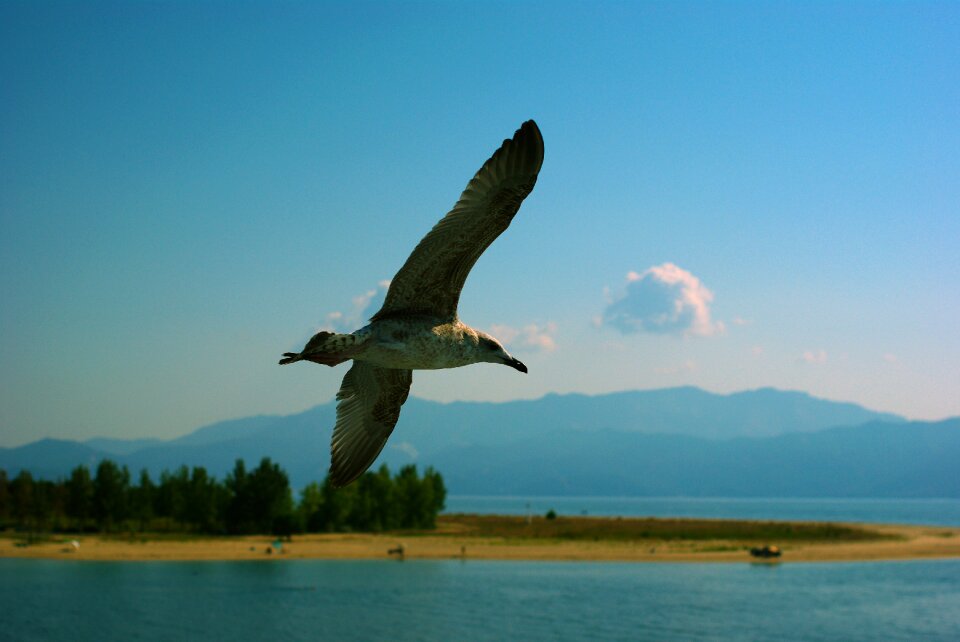 Sea flight the seagull