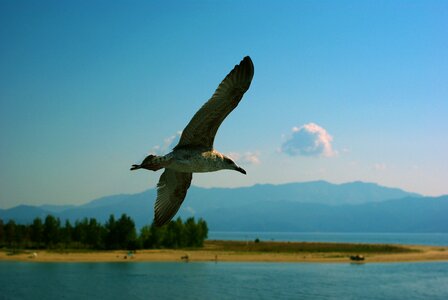 Sea flight the seagull