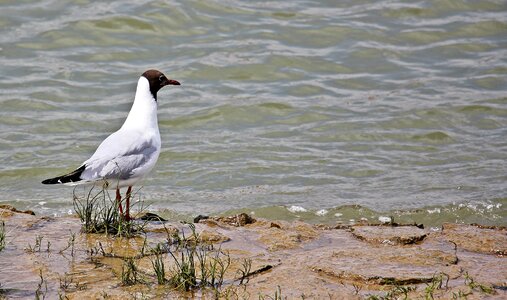 Animal water water bird photo