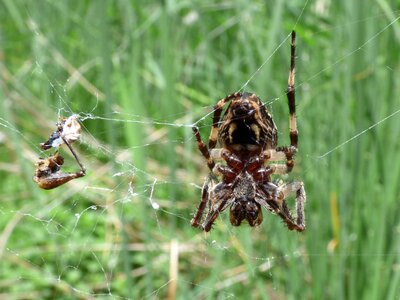 Web wetland predator photo
