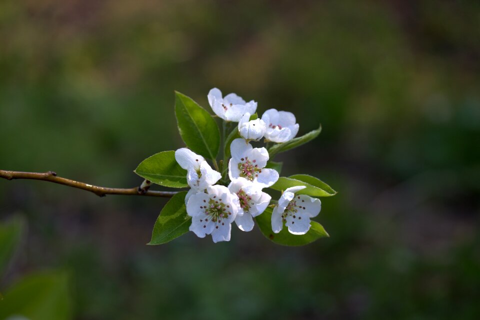 Spring petals bud