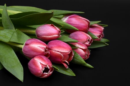Pink nature spring awakening