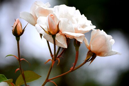 Rose blooming summer