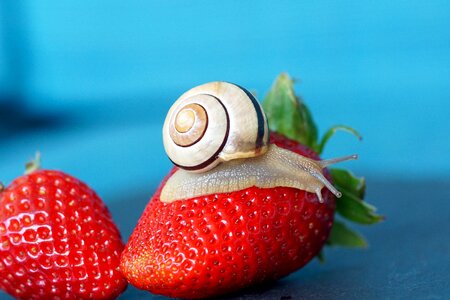 Probe mollusk slowly