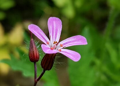 Cranesbill wild cranesbill plant photo