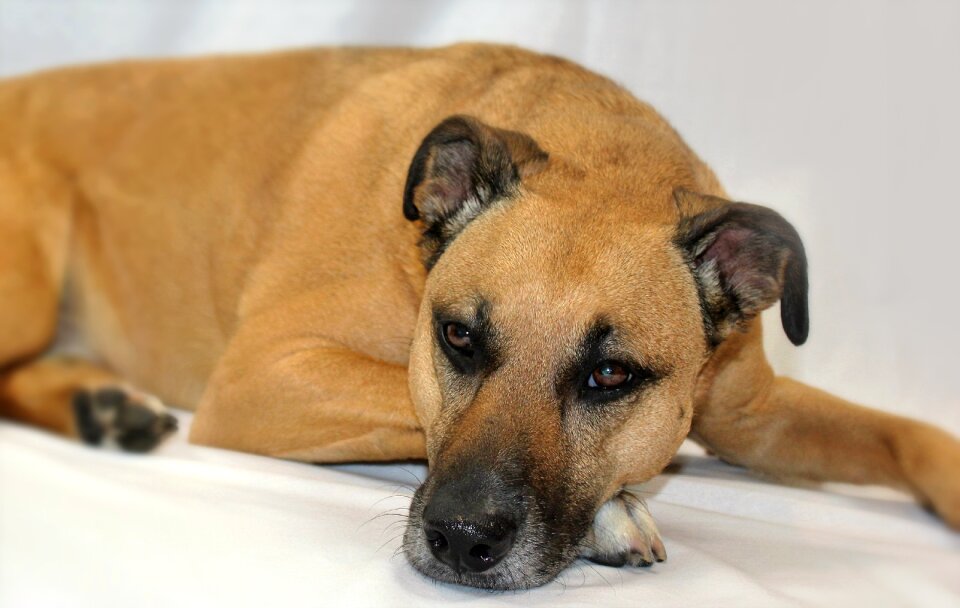 Brown dog rescue dog