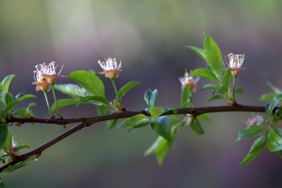 Spring petals bud