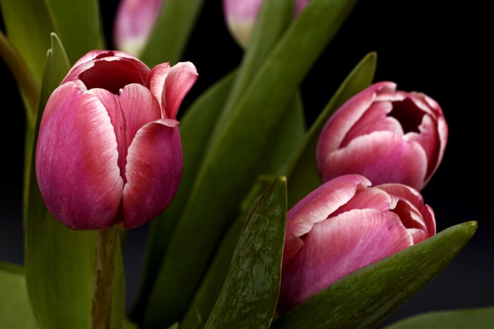 Nature flowers spring awakening