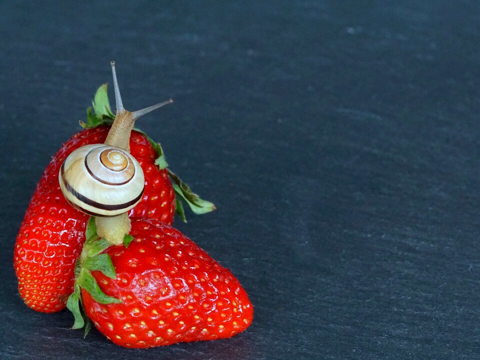 Probe mollusk slowly