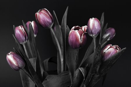 Black and white nature flowers