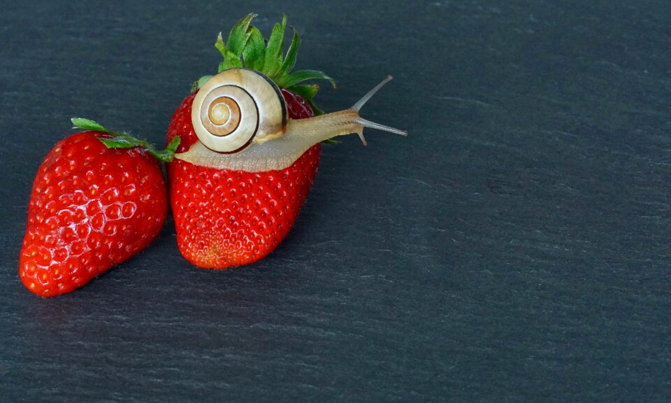 Probe mollusk slowly
