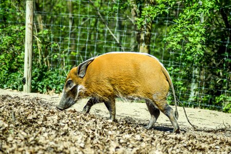 Animals visit holiday