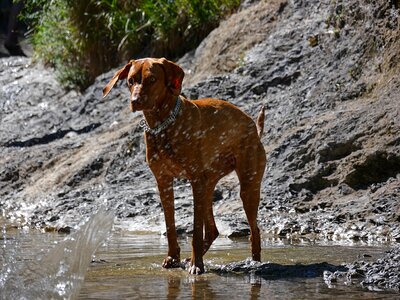 Weimaraner dog animal photo