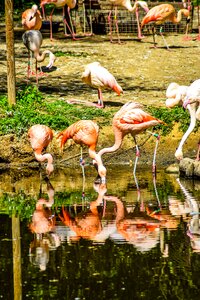 Animals visit holiday