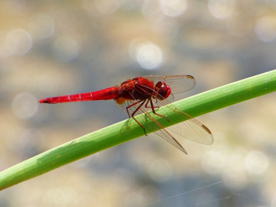 Dragonfly winged insect erythraea crocothemis