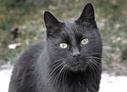 Curious eyes animal photo