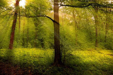 Nature landscape forest landscape