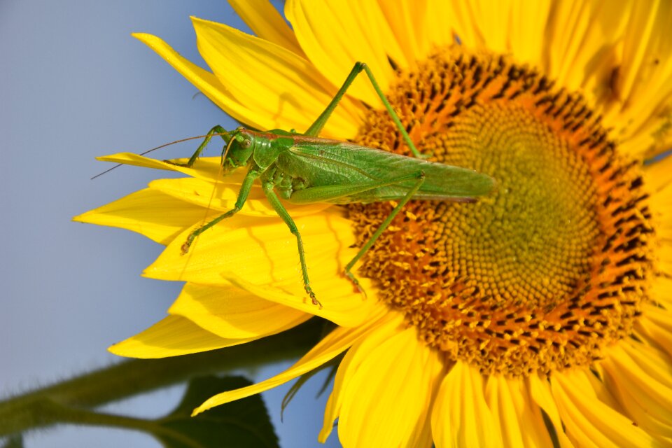 Grasshopper sunflower close up