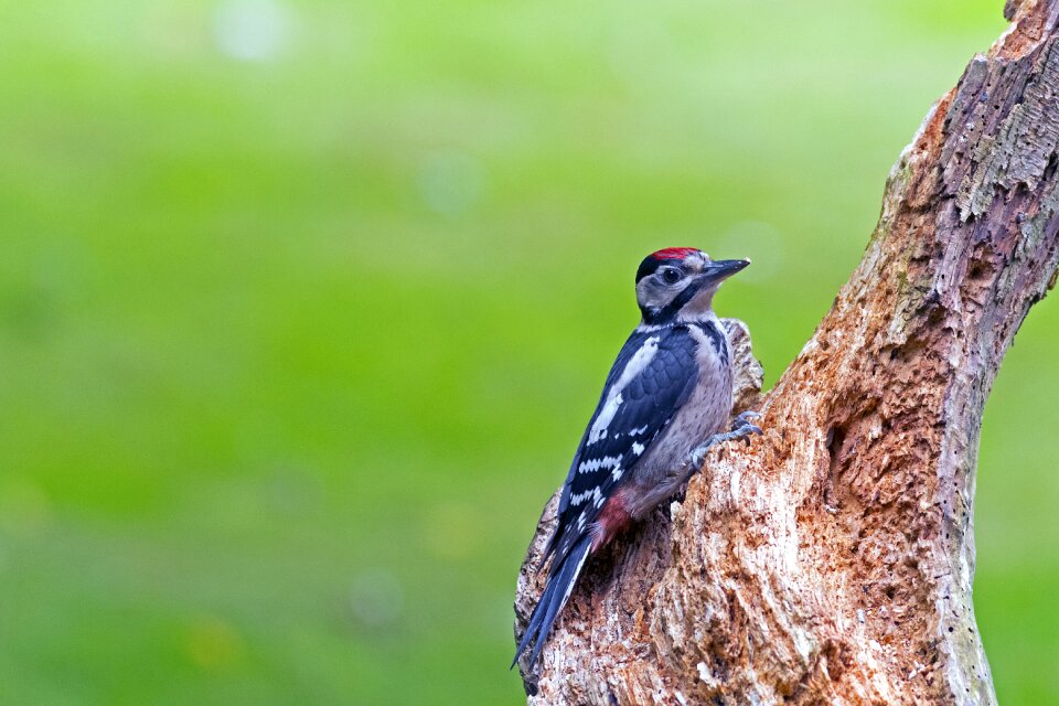 Birds nature wildlife