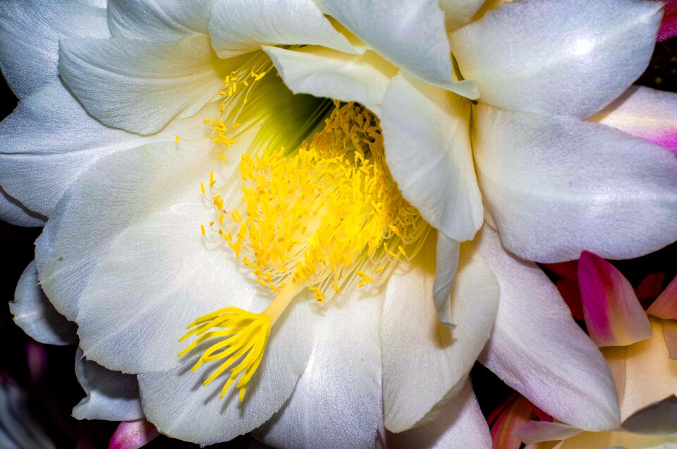 Nature botanical botany
