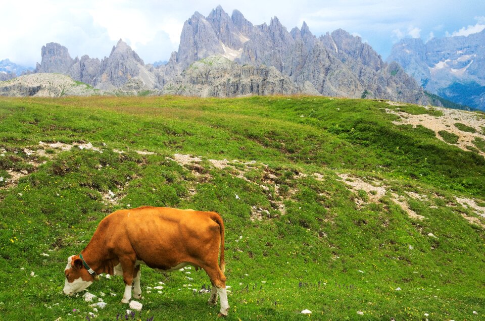 Pasture land animal landscape