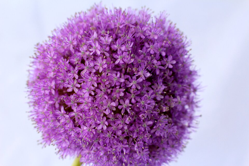 Flower close up blossom