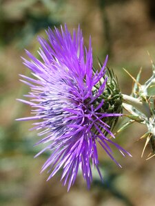 Beauty spring thorny