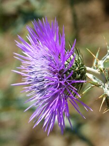 Beauty spring thorny photo