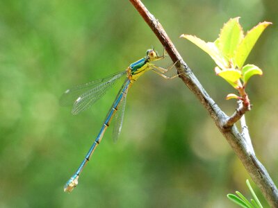 Flying insect branch lestes viridis photo