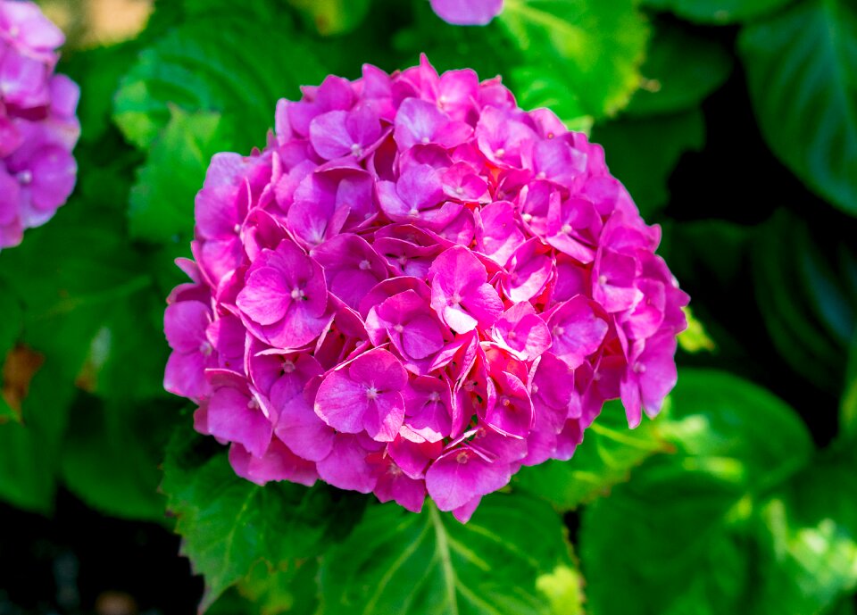 Blossom botanical botany